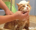 洗澡神器：让猫咪洗澡变得简略风趣