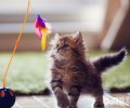 科学逗猫:让你的猫咪动起来