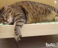 新式猫床：不仅仅是一张床？