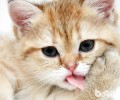 猫咪有哪些常见坏习惯