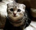 网购猫咪要注意什么？