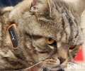 猫咪GPS：主人再也不必忧虑猫咪迷路了