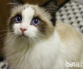 用不用给布偶猫戴项链铃铛
