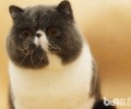 天使般的异国短毛猫