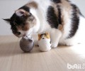 猫咪的高科技玩具有哪些？
