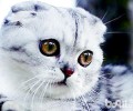 苏格兰折耳猫的繁衍与培育