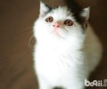 猫咪有哪些超能力？