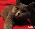 爱探险的英国短毛猫