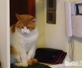 猫咪也通人道？