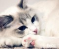 新手布偶猫养殖攻略