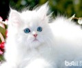 白色波斯猫的价格是多少？