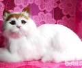 身价爆表，蒂凡尼猫和Tiffany有联络吗？