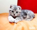 折耳猫喂养需谨慎