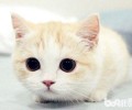 谁说养猫仅仅消遣，养猫有这些优点你知道吗？