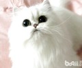 搞不清波斯猫和山东狮子猫？把握以下三点就可以啦！