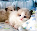 布偶猫的性格特征