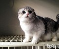 繁育纯种猫的价值在哪里？