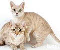 澳大利亚土生土长的雾猫长什么样？