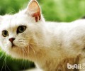 引吭高歌，猫咪是巨大的歌唱家？