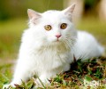 山东狮子猫有哪些种类