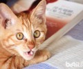 不要小看你家猫咪，它可能是物理大师？