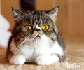 异国短毛猫去哪里买比较适宜？