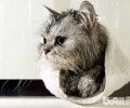 一种猫咪免水干洗的办法
