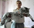 缅因猫喂养留意点
