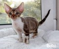 猫之精灵——德文卷毛猫
