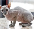 常见的无毛猫有哪些