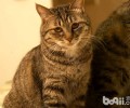 虎斑猫都是狸花猫吗？