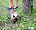 猫咪也需求遛么？