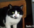 猫眼晚上会发亮的隐秘