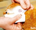 猫咪清洁你疏忽了哪些地方？