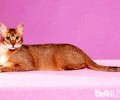 希姆利克猫和曼岛猫有什么关系？