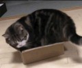 猫咪的七种奇怪行为及其意义