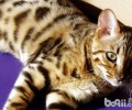 埃及猫是神的化身？
