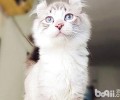 美国：猫咪是独爱的宠物？
