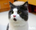 英国短毛猫的日常护理介绍