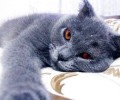 俄罗斯：战役民族具有怎样的猫咪？