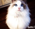 布偶猫吐逆怎么办？