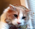 西班牙：猫咪与人相等？