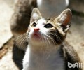 怎么处理猫咪乞食蹭饭的问题