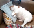 猫咪绝育后一定会发胖吗