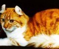 加州闪亮猫有多闪亮？