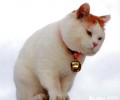 怎么避免猫咪瘦身反弹