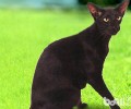 泰国不只盛产妖，猫咪也是“特产”哦
