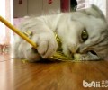运用逗猫棒的技巧