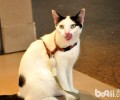 带你领会澳大利亚猫文明