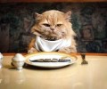 夏天猫咪不吃饭咋办